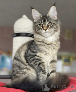 Photo №1. maine coon - for sale in the city of Baden Baden | 996$ | Announcement № 163173