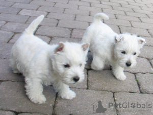 Photo №1. west highland white terrier - for sale in the city of Vienna | Is free | Announcement № 91597