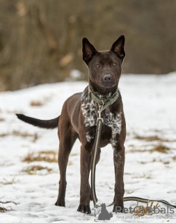 Photo №1.  - for sale in the city of Москва | Is free | Announcement № 133500