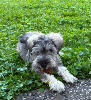 Photo №1. schnauzer - for sale in the city of Region Hannover | 599$ | Announcement № 175997
