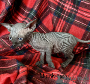 Photo №4. I will sell sphynx-katze in the city of Minsk. private announcement - price - 860$