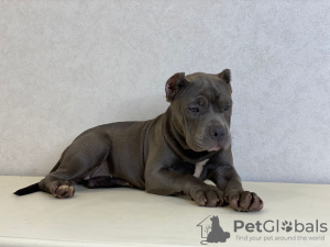 Photo №2 to announcement № 11713 for the sale of american bully - buy in Russian Federation from nursery