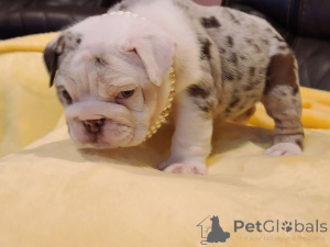 Photo №2 to announcement № 138718 for the sale of english bulldog - buy in Armenia private announcement