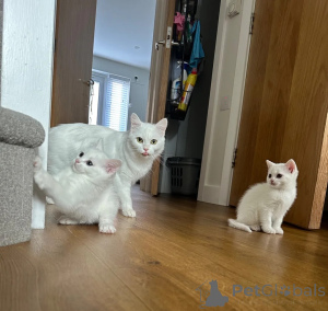 Photo №1. turkish angora - for sale in the city of Heusenstamm | 361$ | Announcement № 178457