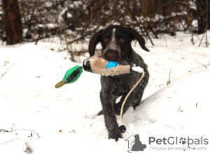 Photo №2 to announcement № 89162 for the sale of german wirehaired pointer - buy in Poland breeder