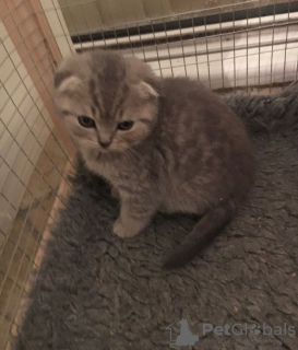 Photo №2 to announcement № 118356 for the sale of scottish fold - buy in Germany private announcement, breeder