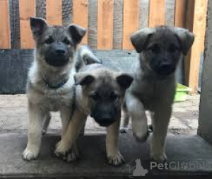 Photo №2 to announcement № 169378 for the sale of swedish vallhund - buy in Finland private announcement, breeder
