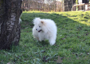 Photo №1. samoyed dog - for sale in the city of Kraljevo | 361$ | Announcement № 161652