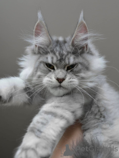 Photo №1. maine coon - for sale in the city of Bern | negotiated | Announcement № 155176