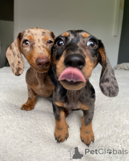 Photo №1. dachshund - for sale in the city of Dramscell | 329$ | Announcement № 147582
