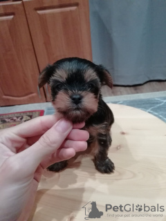 Photo №1. beaver yorkshire terrier, yorkshire terrier - for sale in the city of Helsinki | 581$ | Announcement № 122560