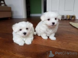 Photo №1. maltese dog - for sale in the city of Helsinki | 423$ | Announcement № 56451