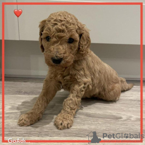 Photo №1. labradoodle - for sale in the city of Munich | 370$ | Announcement № 107498