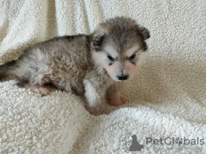 Photo №2 to announcement № 129927 for the sale of alaskan malamute - buy in Germany private announcement