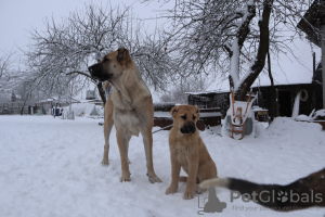 Photo №3. Caucasian Shepherd puppies. Belarus