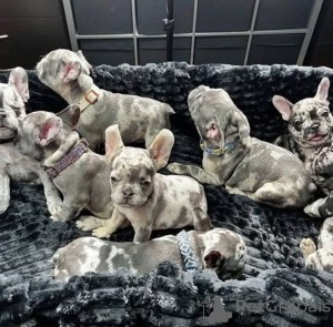 Photo №3. French Bulldog Puppies for Adoption. Australia