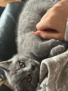 Photo №4. I will sell british shorthair in the city of Berlin. private announcement, from the shelter - price - 568$