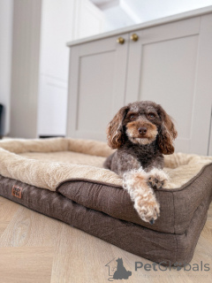 Photo №1. labradoodle - for sale in the city of Larochett | 600$ | Announcement № 156414