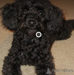 Photo №1. poodle (toy) - for sale in the city of Catania | negotiated | Announcement № 13655