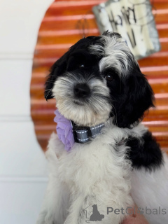 Photo №2 to announcement № 156280 for the sale of labradoodle - buy in Ireland private announcement