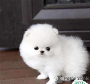 Photo №1. pomeranian - for sale in the city of Москва | 250$ | Announcement № 126085