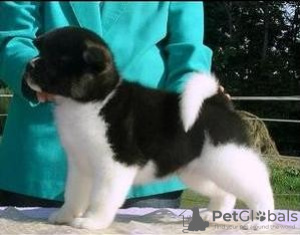 Photo №1. akita - for sale in the city of Wilhelmshaven | 211$ | Announcement № 119059