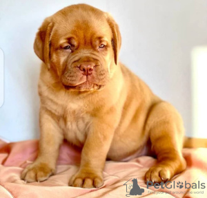 Photo №1. dogue de bordeaux - for sale in the city of Гамбург | negotiated | Announcement № 124984