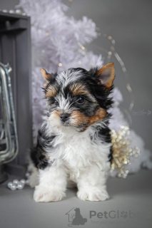 Photo №2 to announcement № 8677 for the sale of beaver yorkshire terrier - buy in Ukraine breeder