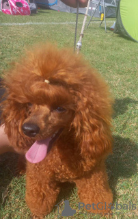 Additional photos: Red Poodle