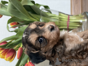 Additional photos: Puppies of a Chinese crested dog