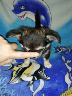 Additional photos: Chihuahua girl on Sale!