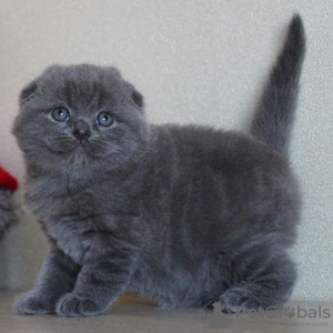 Photo №2 to announcement № 122843 for the sale of scottish fold - buy in Finland 