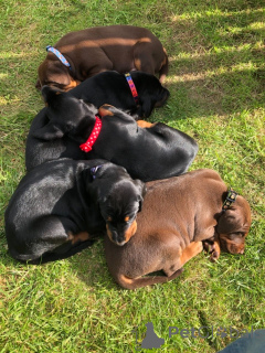 Photo №4. I will sell dobermann in the city of Fristad. private announcement, breeder - price - 888$