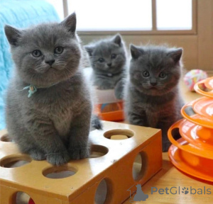 Photo №1. british shorthair - for sale in the city of Vienna | 206$ | Announcement № 160979