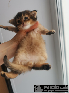 Photo №2 to announcement № 134576 for the sale of abyssinian cat - buy in Russian Federation breeder