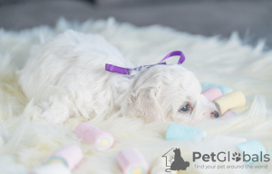 Additional photos: Bichon Friesian puppies