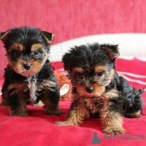 Photo №1. yorkshire terrier - for sale in the city of Santa Cruz de Tenerife | negotiated | Announcement № 133843