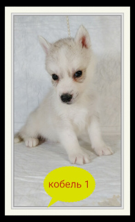 Photo №2 to announcement № 5781 for the sale of siberian husky - buy in Russian Federation from nursery