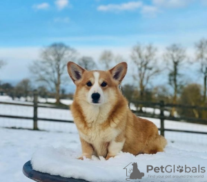 Photo №2 to announcement № 62805 for the sale of welsh corgi - buy in Ukraine 