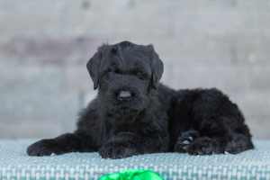 Photo №1. black russian terrier - for sale in the city of Gomel | negotiated | Announcement № 6478