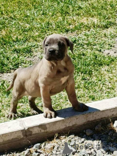 Photo №3. Cane Corso puppies. Serbia