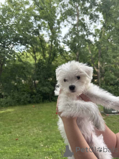 Photo №2 to announcement № 149845 for the sale of maltipu - buy in Germany private announcement, breeder