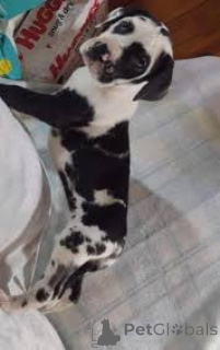 Photo №1. great dane - for sale in the city of Helsinki | 700$ | Announcement № 164703