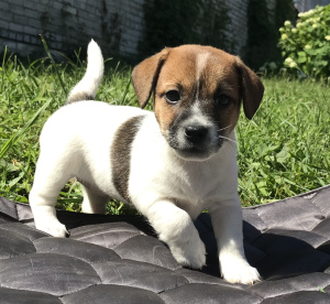 Photo №1. jack russell terrier - for sale in the city of Zheleznogorsk | 727$ | Announcement № 7015