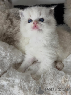 Photo №2 to announcement № 157135 for the sale of ragdoll - buy in Netherlands breeder