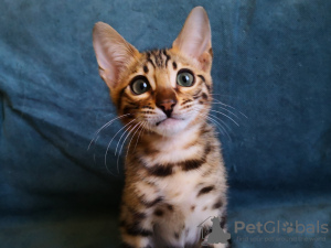 Photo №2 to announcement № 10416 for the sale of bengal cat - buy in Belarus private announcement, from nursery, breeder