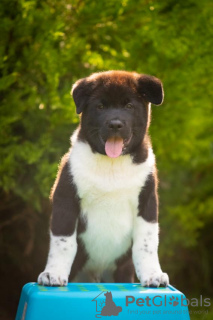 Photo №2 to announcement № 69328 for the sale of american akita - buy in Ukraine breeder