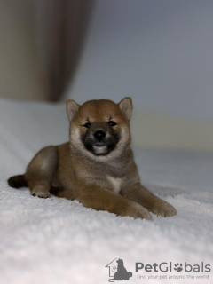Photo №1. shiba inu - for sale in the city of Jakovo | 740$ | Announcement № 73051