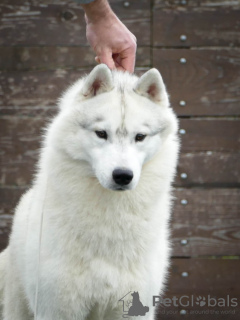 Photo №1. siberian husky - for sale in the city of Ниш | negotiated | Announcement № 72754