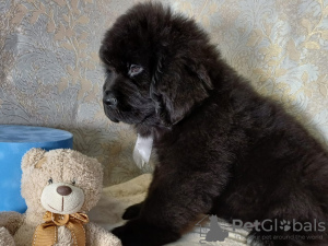 Photo №4. I will sell newfoundland dog in the city of Saratov. private announcement - price - 911$